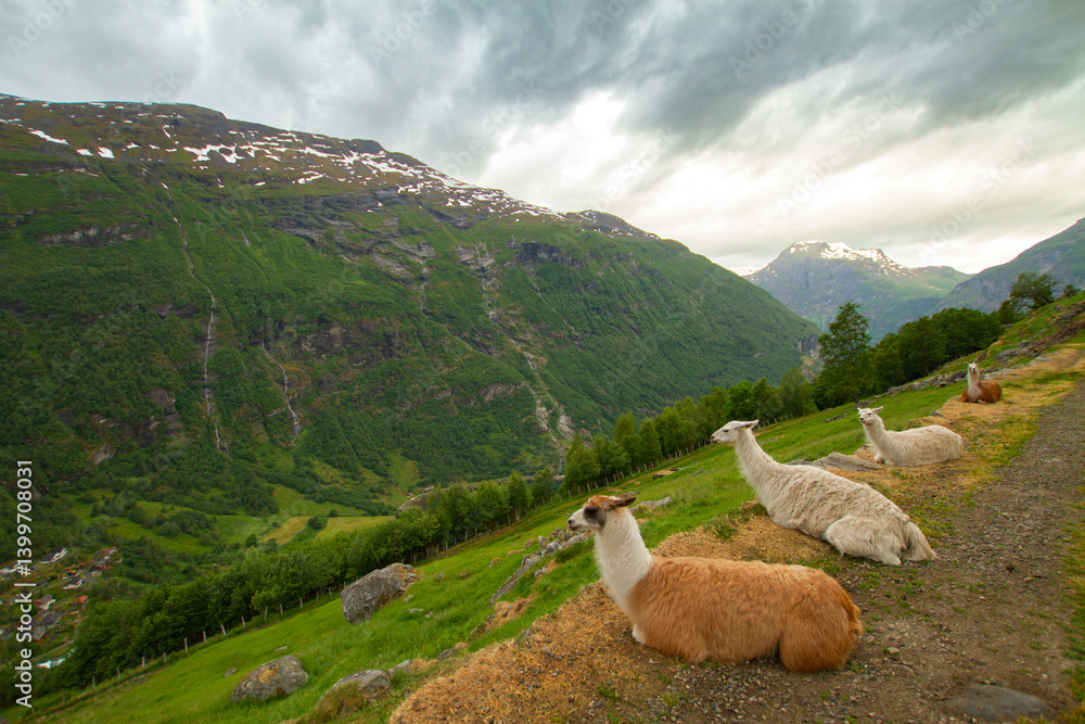 llama in the mountains.