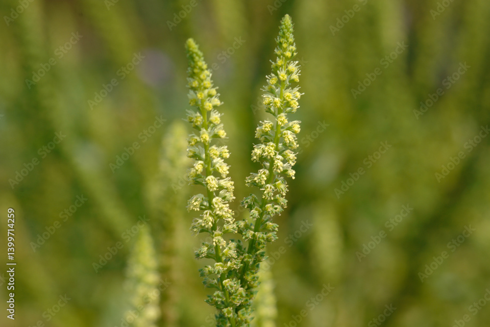 Färberresede, Reseda luteola Färberresede, Reseda luteola