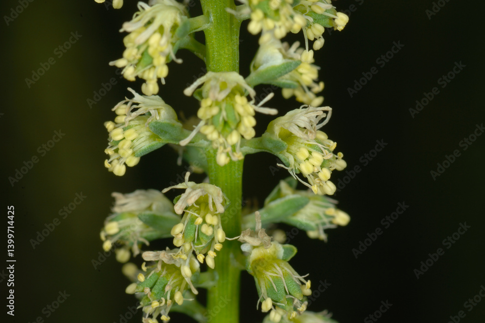 Färberresede, Reseda luteola Färberresede, Reseda luteola