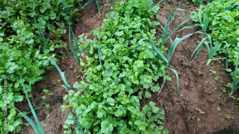 Close up shot of cilantro and chives cultivation during the day, outdoor tropical plantation Close up shot of cilantro and chives cultivation during the day, outdoor tropical plantation
