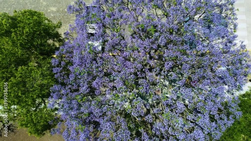 jacaranda tree seen from above