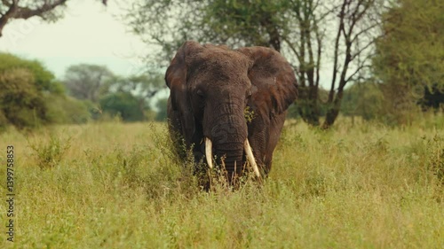 An Elephant in Africa