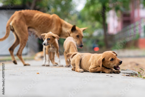 Photography Indian street dogs