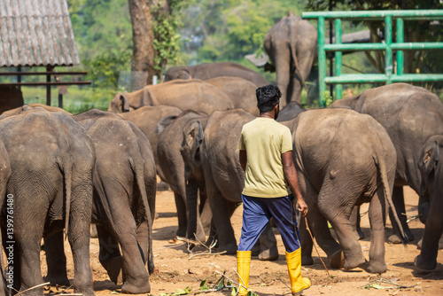 Photography man standing with his back turned surrounded by elephants