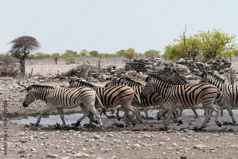 Obraz premium Steppenzebra in der Wildnis von Namibia