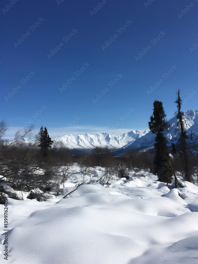 Fototapeta premium snow covered trees