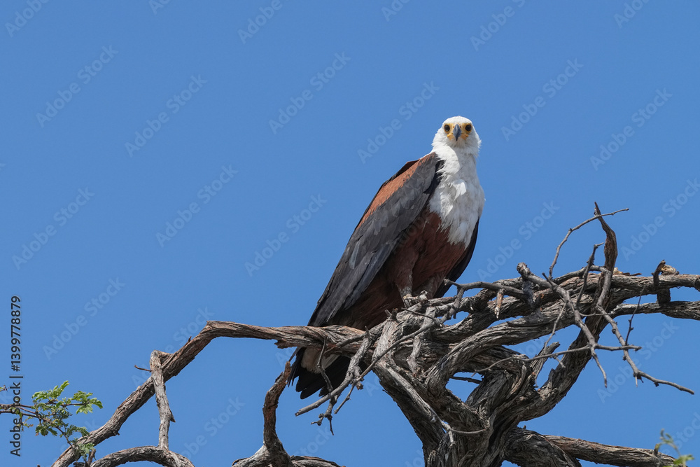 Seeschreiadler in Namibia Seeschreiadler in Namibia