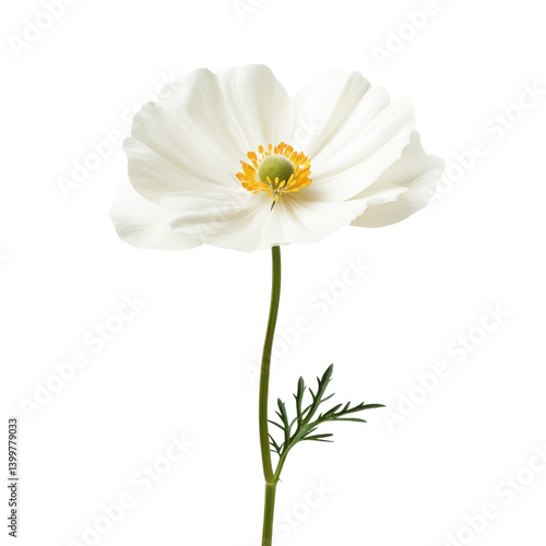 A delicate white flower with soft petals and a vibrant yellow center, standing tall on a slender green stem adorned with small leaves.