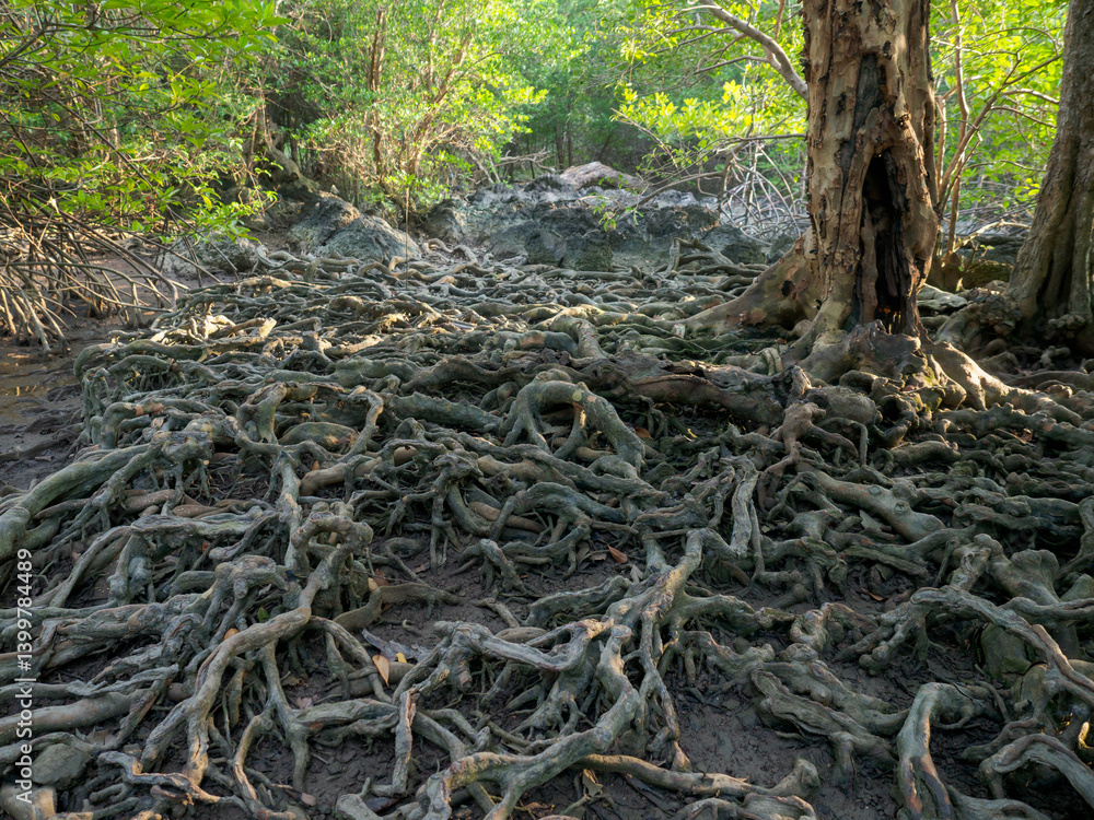 Obraz premium Old tree roots in a green natural forest