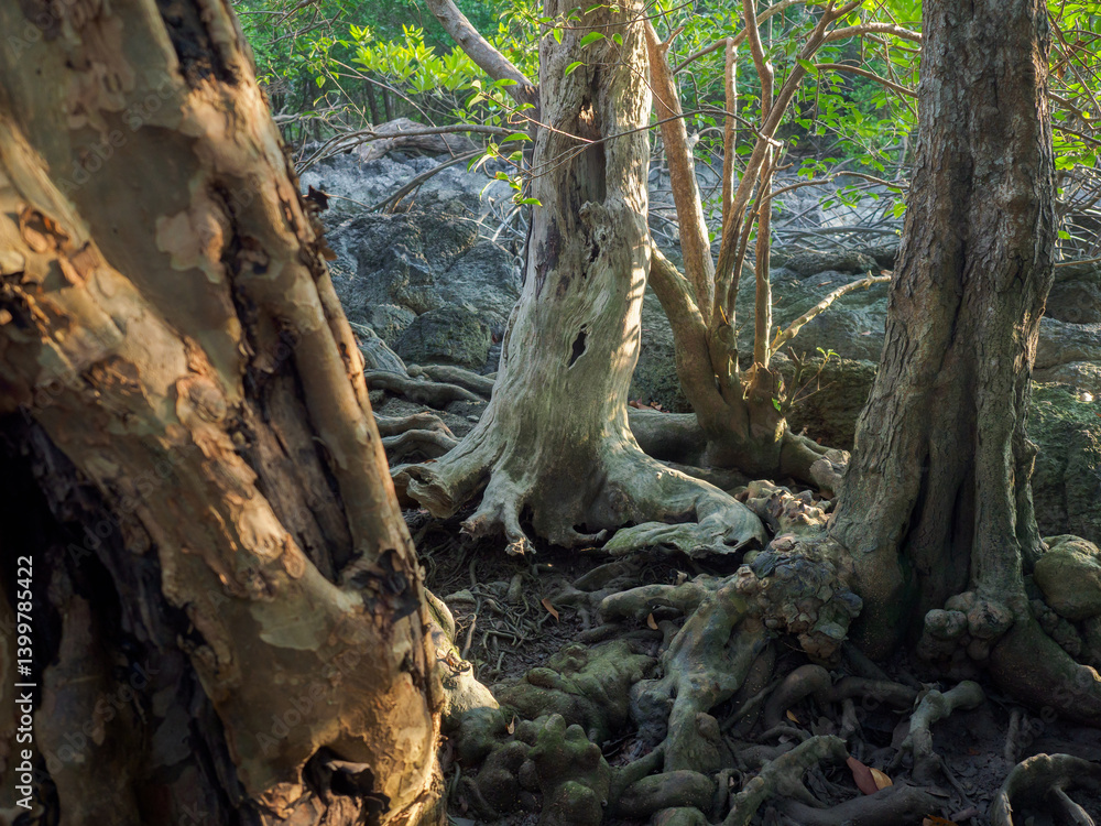 Old tree roots in a green natural forest Old tree roots in a green natural forest