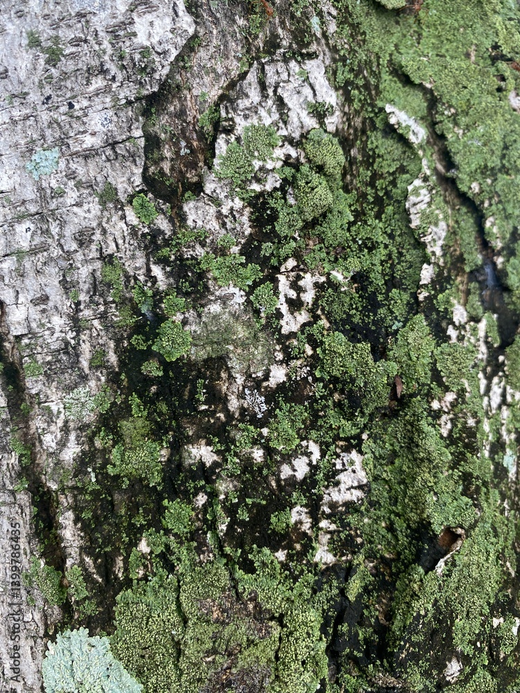 Exploring lichen growth on tree bark forest nature photography close-up organic beauty