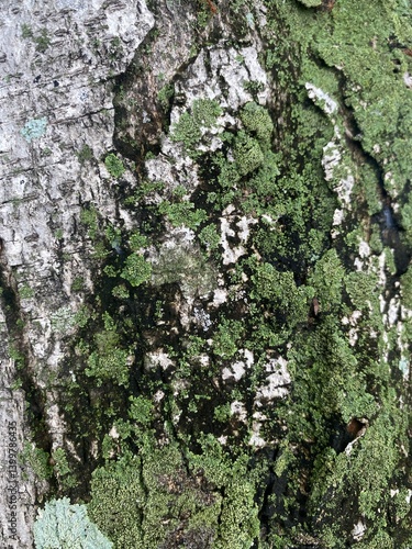Obraz na płótnie Exploring lichen growth on tree bark forest nature photography close-up organic beauty w salonie