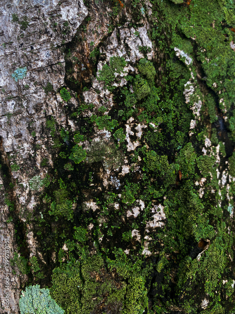 Moss growth on tree bark forest nature photography close-up natural beauty