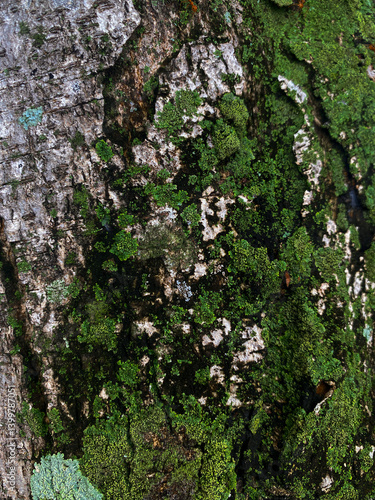 Obraz na płótnie Moss growth on tree bark forest nature photography close-up natural beauty w salonie