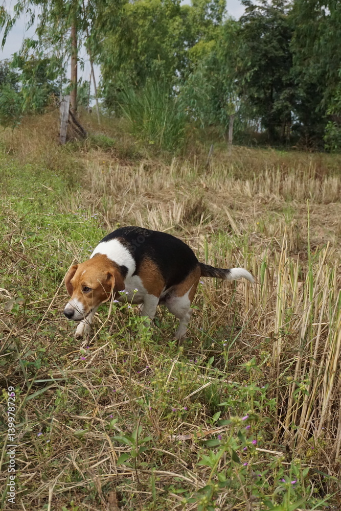 Beagle sniffing through grass in a rural field nature photography outdoor adventure