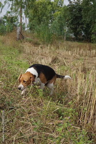 Obraz na płótnie Beagle sniffing through grass in a rural field nature photography outdoor adventure w salonie