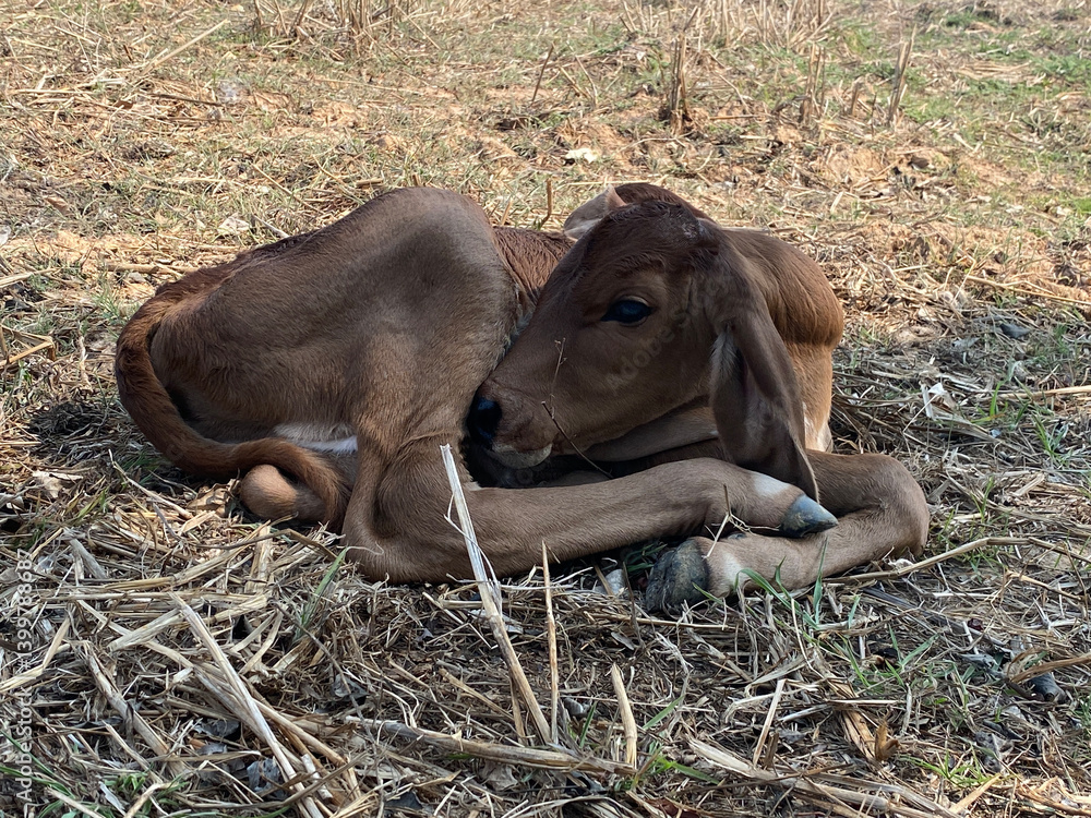 Calf resting in nature wildlife scene rural setting peaceful environment close-up view