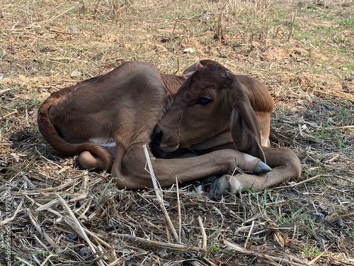Obraz na płótnie Calf resting in nature wildlife scene rural setting peaceful environment close-up view w salonie