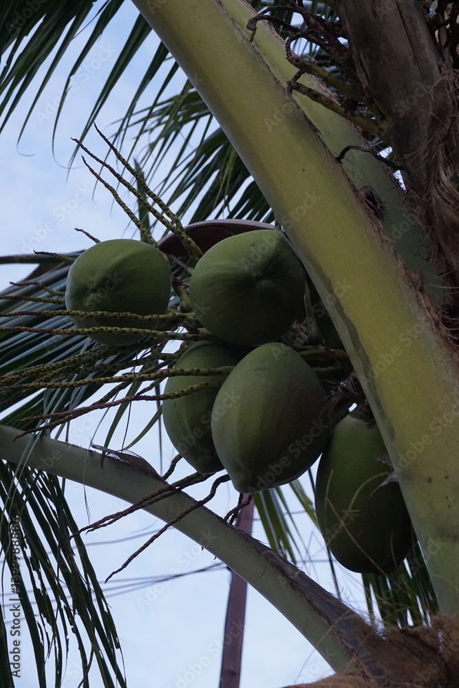 Harvesting green coconuts from tall palm trees in tropical paradise nature close-up