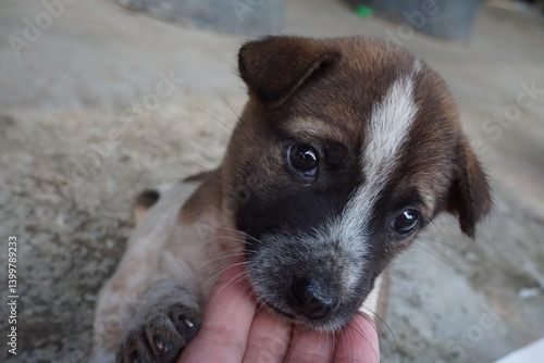 Obraz na płótnie Close-up of playful puppy and human hand a heartwarming home interaction w salonie
