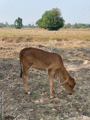 Peaceful rural landscape calf grazing in an open field captured in nature photography