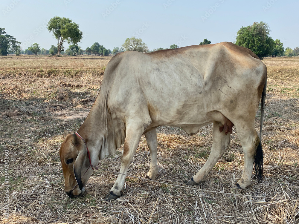 A grazing cow in a vast field serene side view of rural animal photography