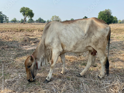 Obraz na płótnie A grazing cow in a vast field serene side view of rural animal photography w salonie