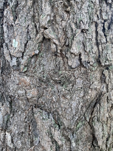 Tree bark texture forest close-up photo natural environment detailed view nature study