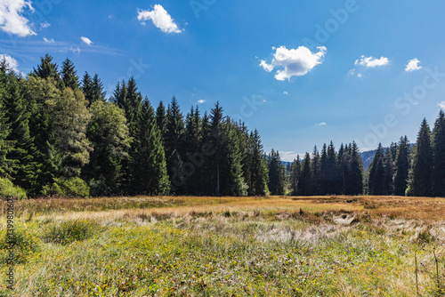 High Moor landscape in the Black Forest, Hinterzarten, Germany, showcasing nature conservation and climate protection.