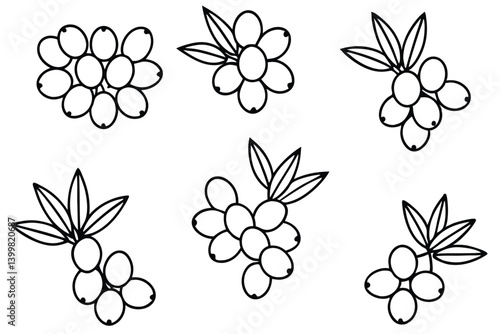 sea buckthorn line art botanical sketch with berries