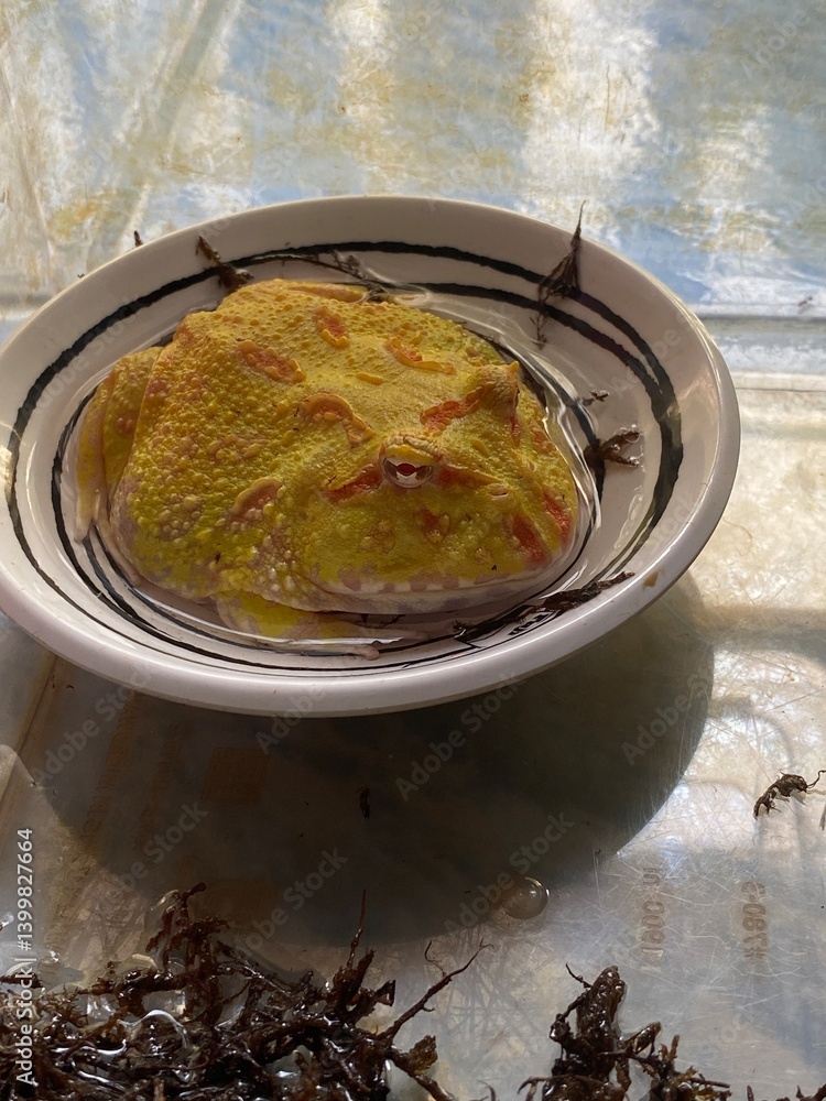 Unique yellow frog in dish aquatic environment close-up photography nature