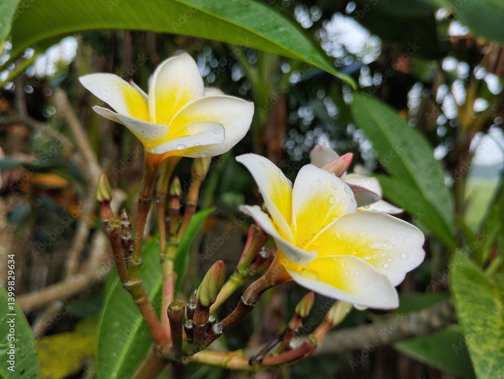 Fototapeta premium Beautiful frangipani flowers (plumeria alba) blossom on outdoor garden 