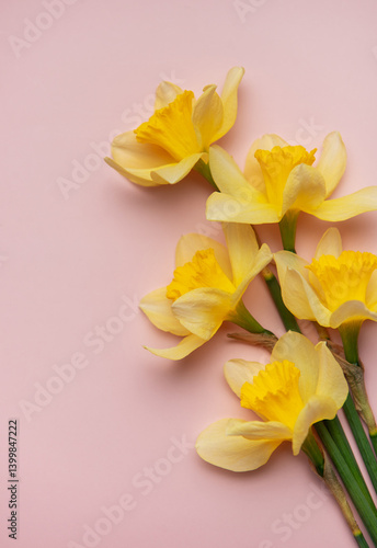 Bouquet of yellow daffodils lying on pink background