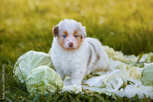 Small white puppy purebred Australian Shepherd Aussie dog pet domestic animal sits on grass among cabbage leaves vegetables outdoors on a summer day.Content for animal goods, for food, embroidery, web