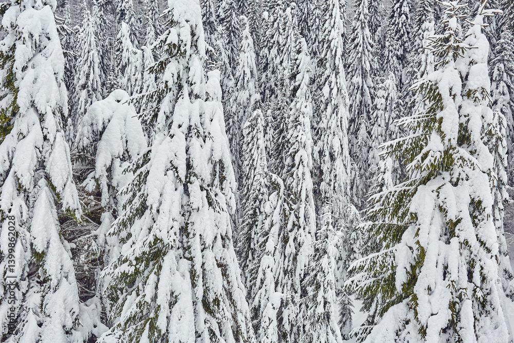 Obraz premium Snow covered dense pine forest