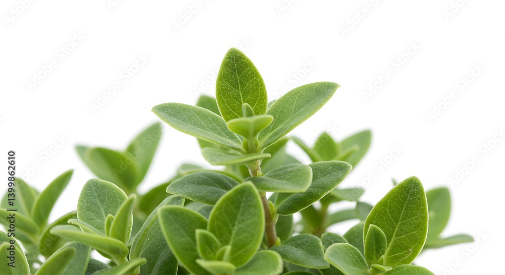 Fototapeta premium Vibrant Green Sprigs: A Close-Up Study of Lush Foliage AI Generated