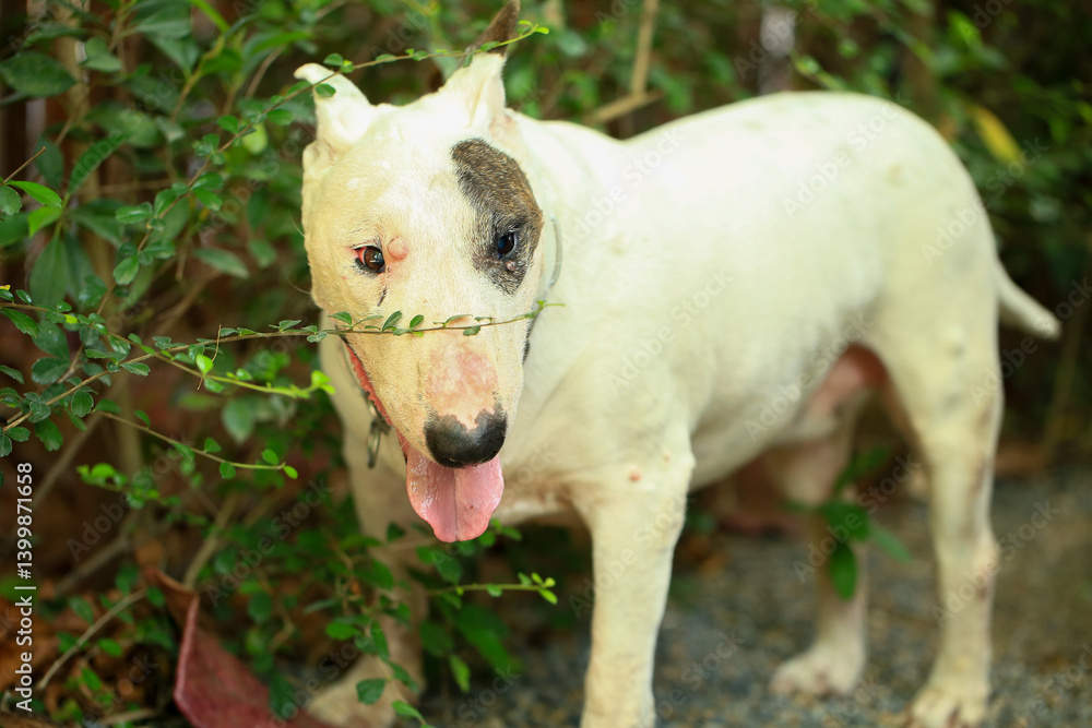 Fototapeta premium Portrait of a Bull Terrier in the park. Bull Terrier is a small dog of the genus Bull Terrier.