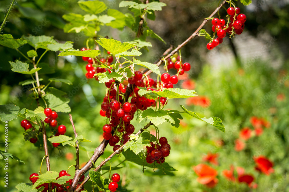red currant, common, garden, red, ripe, round, bunches of berries, fresh, on branches, sun, green leaves, bush, vegetable garden, plant, summer, nature red currant, common, garden, red, ripe, round, bunches of berries, fresh, on branches, sun, green leaves, bush, vegetable garden, plant, summer, nature