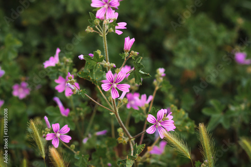 purple flowers in the garden
