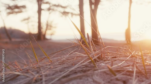 Wallpaper Mural Close-Up of Coastal Grass in Sunset Glow by the Baltic Sea Torontodigital.ca