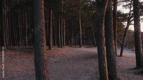Wallpaper Mural Golden Light Slipping Through a Dense Pine Grove at Dusk Torontodigital.ca