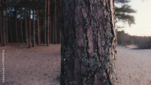 Wallpaper Mural Close-Up of Lichen-Covered Pine Bark in a Quiet Coastal Forest Torontodigital.ca