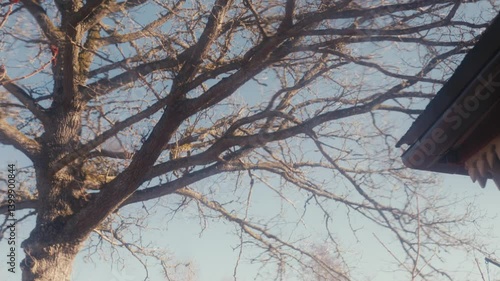 Wallpaper Mural Ancient Oak Branches Stretching Wide Beneath a Pale Blue Sky Torontodigital.ca