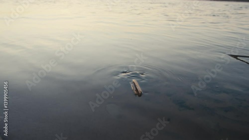 Wallpaper Mural Small Stick Floating in Clear River Water During Sunset Torontodigital.ca