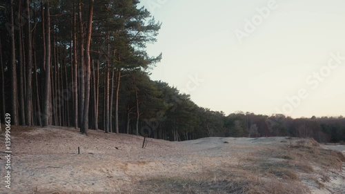 Wallpaper Mural Coastal Forest with Sand Dunes at Beach Torontodigital.ca