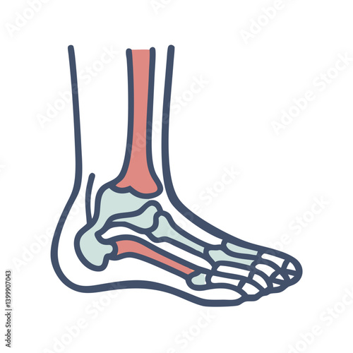  Ankle Joint Anatomy Icon Design