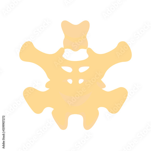  Creative Atlas C1 Vertebra Anatomy Icon