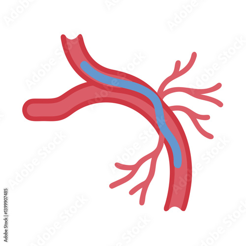  Creative Blood Vessel Anatomy Icon