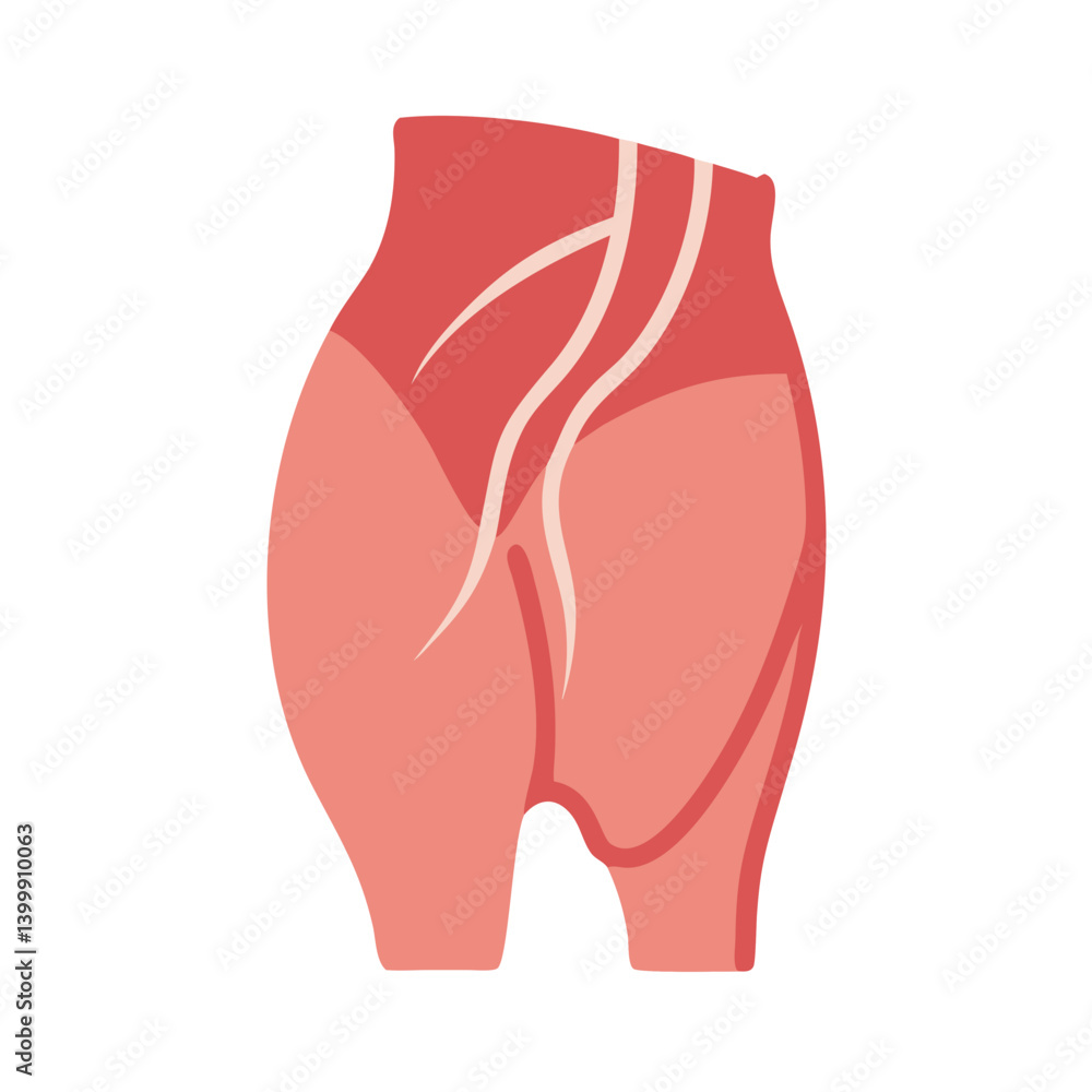Creative Gluteus Medius Muscle Anatomy Icon Creative Gluteus Medius Muscle Anatomy Icon
