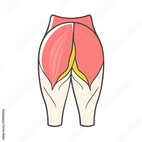  Creative Gluteus Maximus Muscle Anatomy Icon